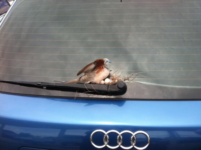 Bird nests on back of Audi